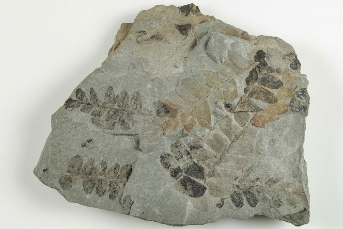 4" Pennsylvanian Fossil Fern (Neuropteris) Plate - Kentucky
